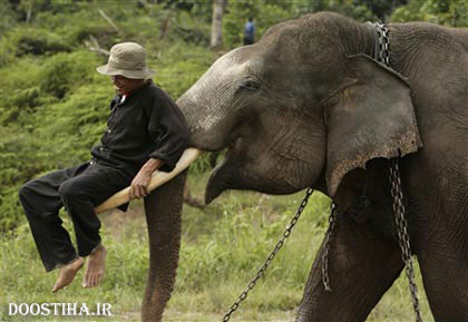 ریشه ضرب المثل از دماغ فیل افتاده