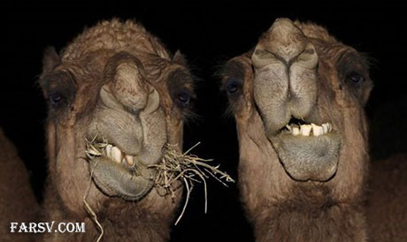 عکس های خنده دار