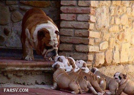 عکس های خنده دار