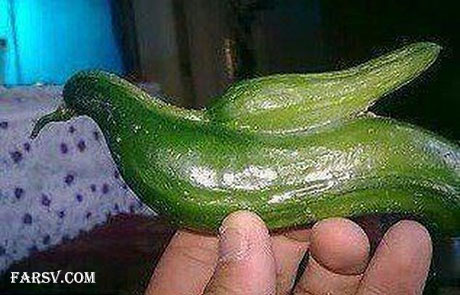 عکس های خنده دار