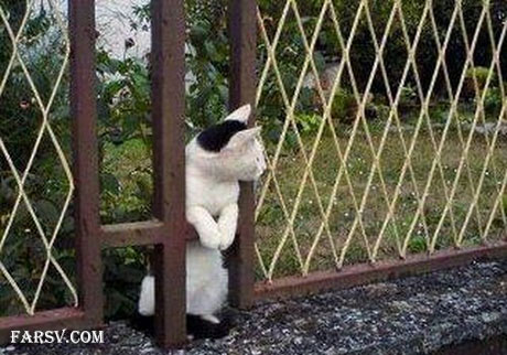 عکس های خنده دار