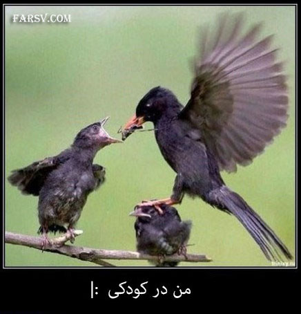 عکس های خنده دار