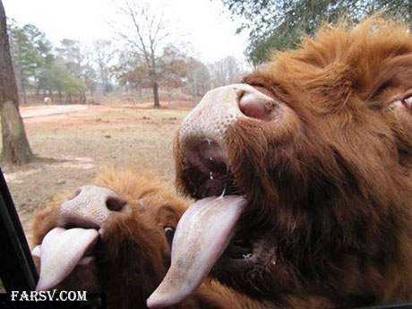 عکس های خنده دار