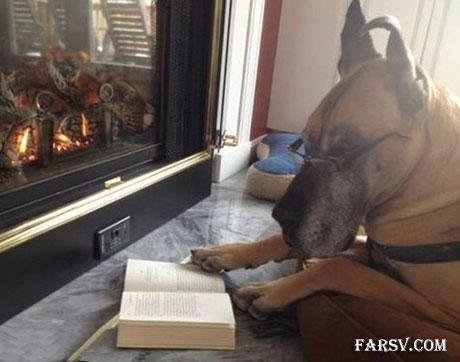 عکس های خنده دار