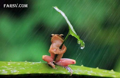 عکس های خنده دار