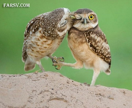 عکس های خنده دار