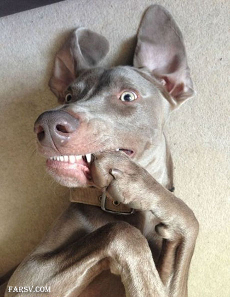 عکس های خنده دار