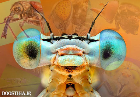 تصاویر دیدنی و ماکرو از انواع حشرات با وضوح بالا تصاویر ماکرو از حشرات