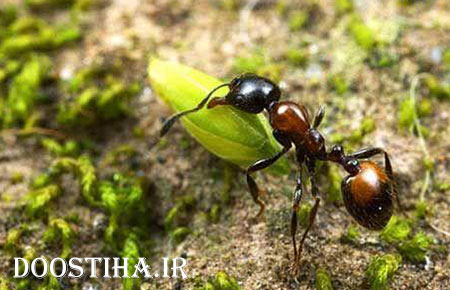 ماجرای مورچه و حضرت سلیمان