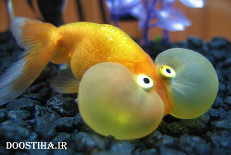 ماهی چشم بادکنکی Puffer Fish