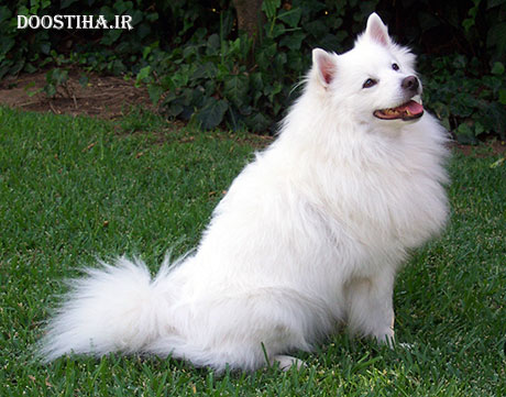 علت نجاست سگ در اسلام