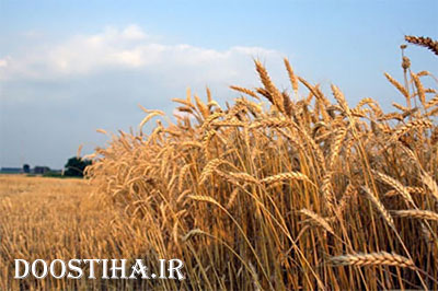 درمان سرطان سینه با مصرف گندم