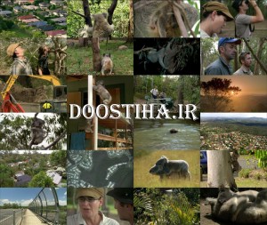 دانلود مستند زندگی کوآلا Cracking the Koala Code 2012 PBS - Nature: Cracking the Koala Code 2012