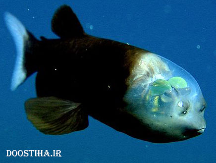 ماهی کله شیشه ای یکی از مخلوقات بی نظیر پروردگار! + تصاویر ماهی کله شیشهای