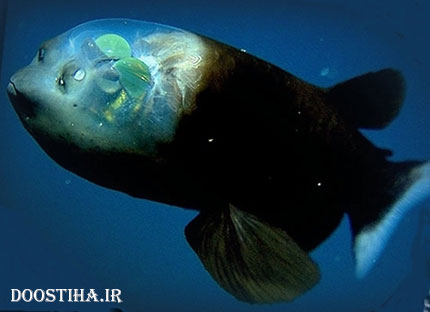 ماهی کله شیشه&zwnj;ای