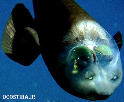 ماهی کله شیشه&zwnj;ای
