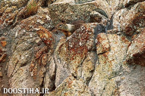 عکس های جالب از استتار حیوانات