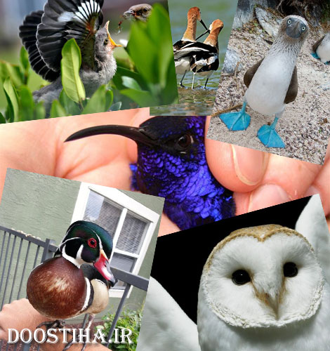 عکس های بسیار زیبا و شگفت انگیز از پرندگان عکس های زیبا و دیدنی از پرندگان