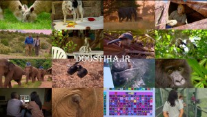 دانلود قسمت دوم مستند باهوش ترین حیوانات
