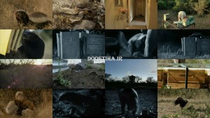 Honey Badgers: Masters of Mayhem