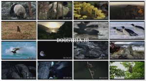 BBC Natural World Nature's Misfits