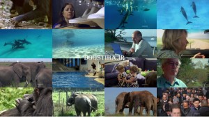 دانلود مستند باهوش ترین حیوان