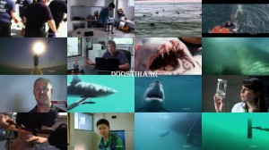 NOVA Why Sharks AttacK 2014