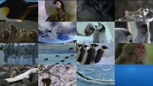 BBC - Snow Babies (2012) BluRay