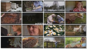 The Wonder of Bees 2014