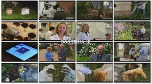 The Wonder of Bees 2014