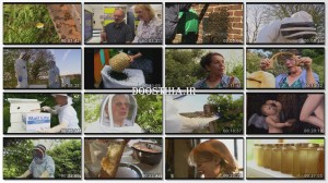 The Wonder of Bees 2014