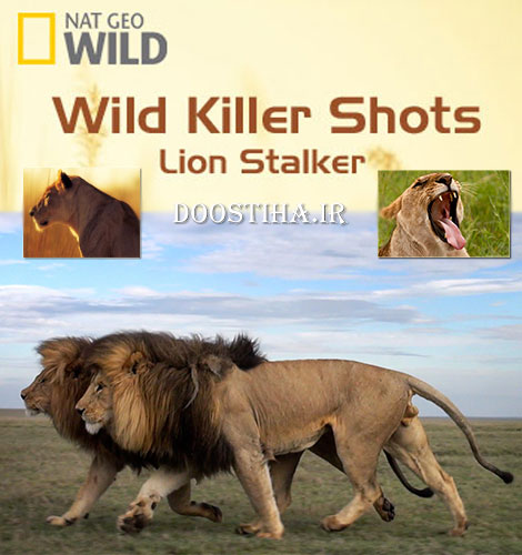 Wild Killer Shots: Lion Stalker