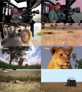 Wild Killer Shots Lion Stalker