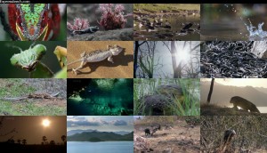 دانلود قسمت دوم مستند حیات - خزندگان و دوزیستان