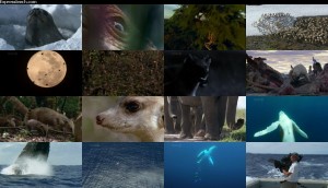 دانلود قسمت سوم مستند حیات - پستانداران