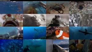 دانلود قسمت چهارم مستند حیات - ماهیان