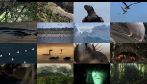 دانلود قسمت پنجم مستند حیات - پرندگان