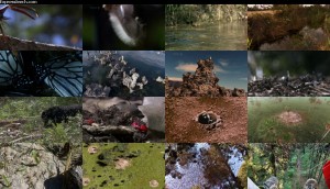 دانلود قسمت ششم مستند حیات - حشرات