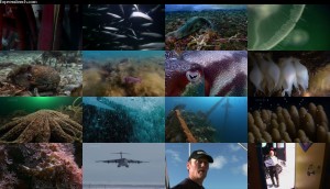 دانلود قسمت هشتم مستند حیات - موجودات اعماق