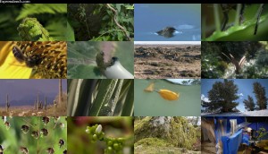 دانلود قسمت نهم مستند حیات - گیاهان