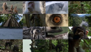 دانلود قسمت دهم مستند حیات - پستانداران