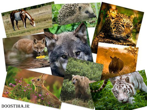 دانلود والپیپر حیوانات Beautiful Animals HD Wallpapers