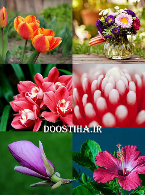 دانلود والپیپر با کیفیت از گل های زیبا
