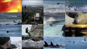 دانلود قسمت اول مستند جزایر مرگبار Killer Whale Island