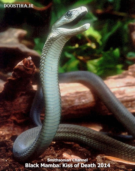 Smithsonian Channel - Black Mamba: Kiss of Death