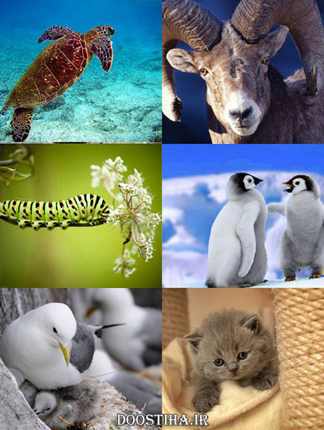 دانلود والپیپر و عکس های زیبا از حیوانات مختلف