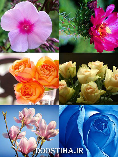 دانلود عکس والپیپر زیبا از گل با کیفیت بالا Beautiful Flowers Wallpapers