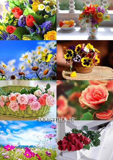 دانلود والپیپر گل های زیبا Beautiful Flowers Wallpapers