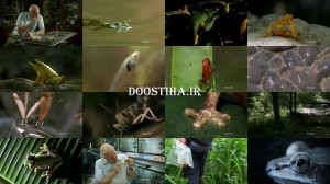 دانلود مستند قورباغه های شگفت انگیز Fabulous Frogs