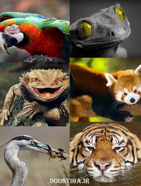 دانلود والپیپر از زیباترین حیوانات جهان